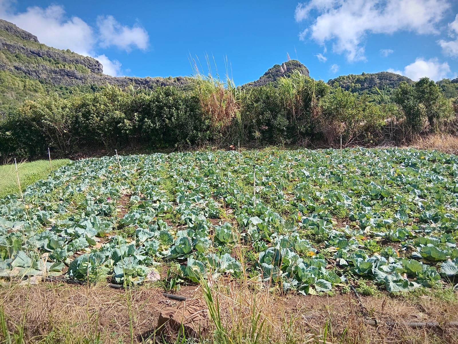 Cabbage field below the cliffs near Pieter Both