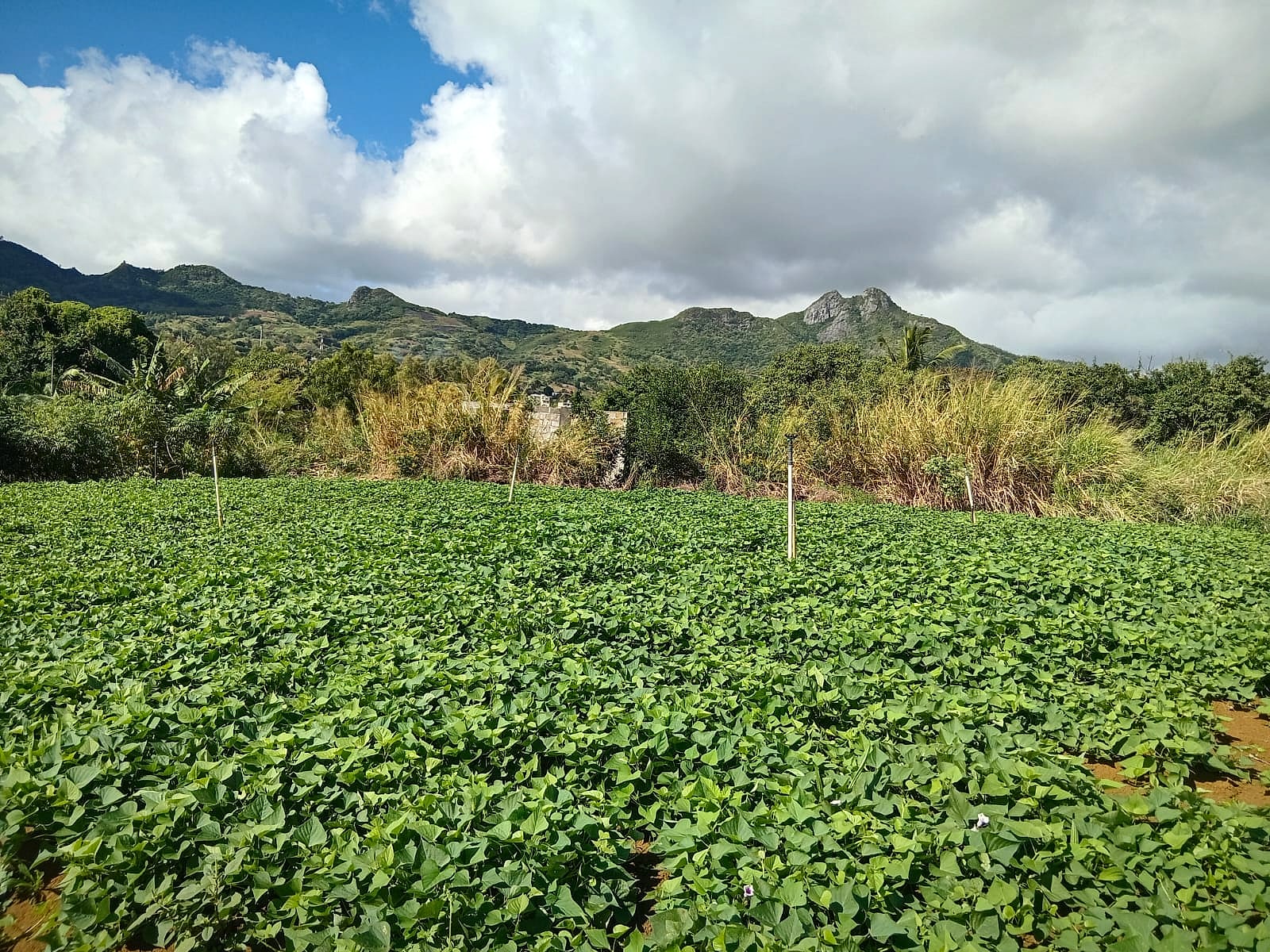 Sweet potato vines carpeting the field