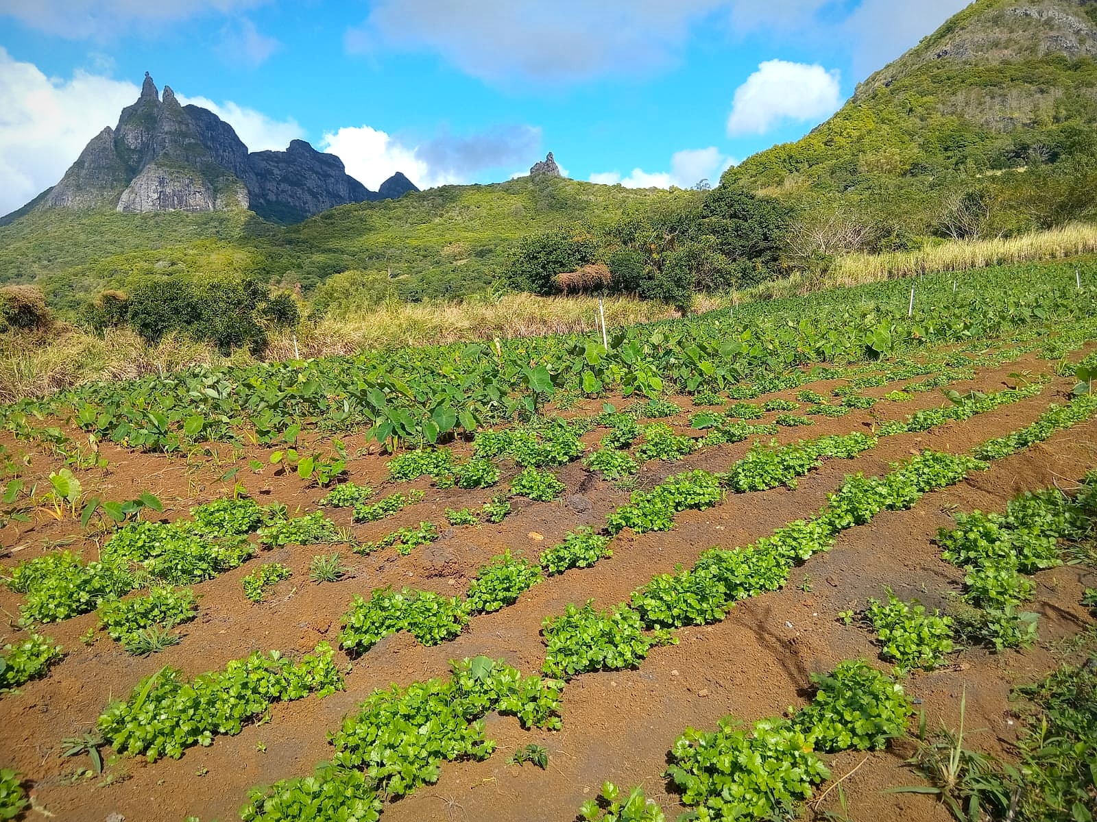 Coriander and taro rows beneath Pieter Both