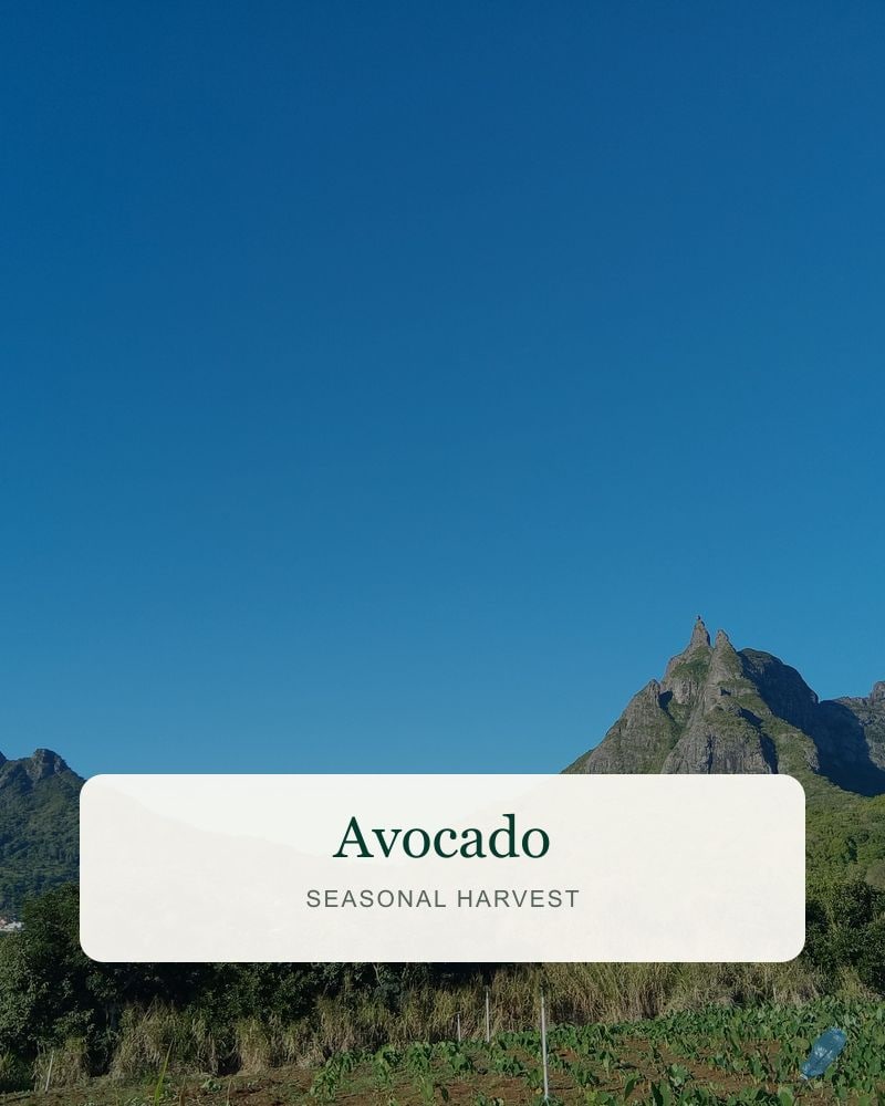 Avocado from the DSP FreshDrop harvest