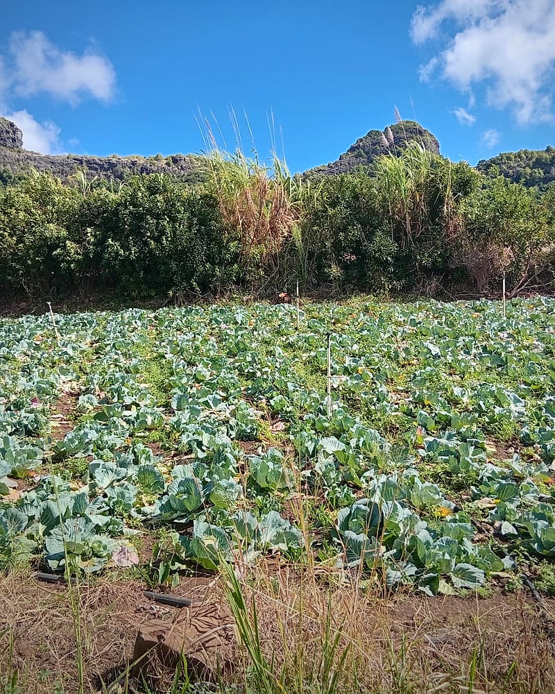 Cabbage from the DSP FreshDrop harvest