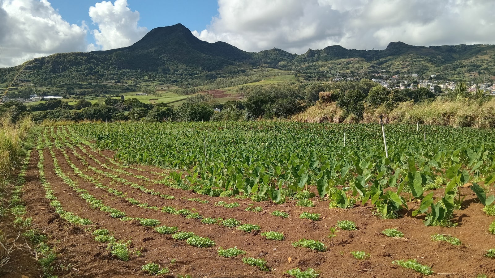 DSP FreshDrop fields across the Moka highlands